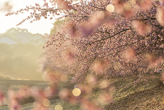 山崎運動公園の河津桜